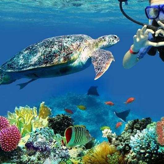 Turtle House — Marsa Mubarak