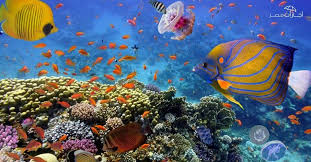 Marsa Alam Reef Snorkeling