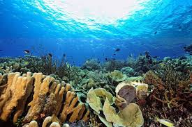Coral Garden Trip
