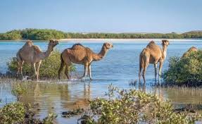 Wadi El Gemal Beach Reserve