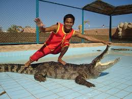 Crocodile Show